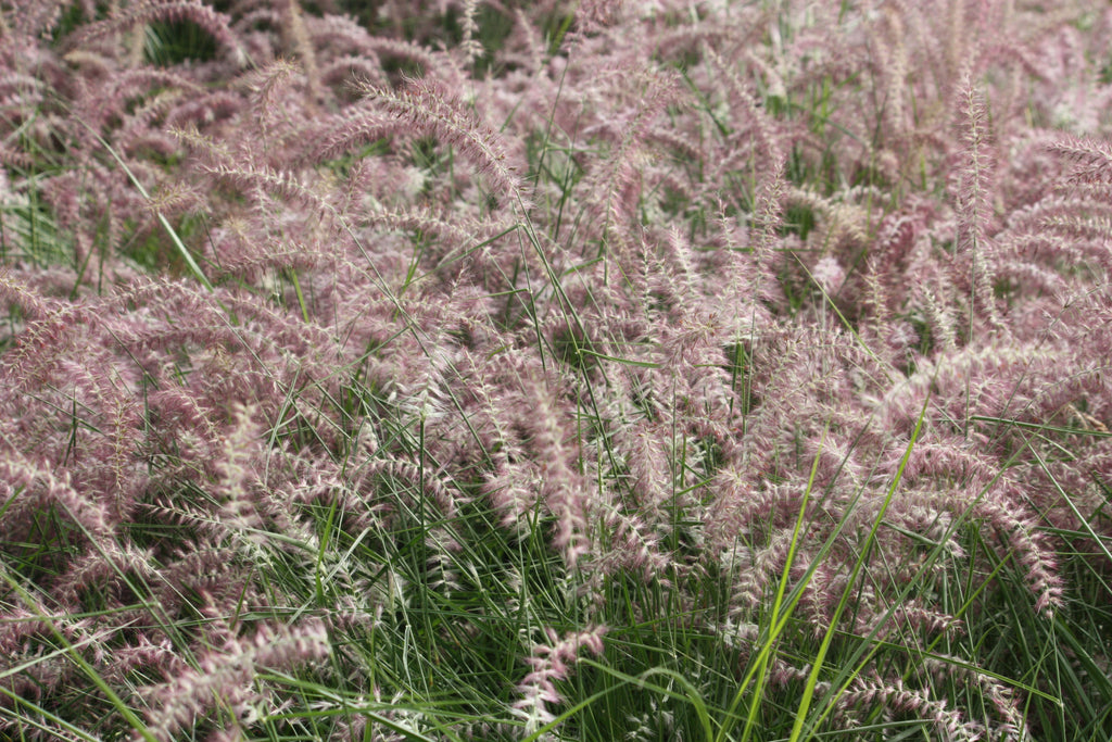 Grass, Panicum v. 'Heavy Metal'