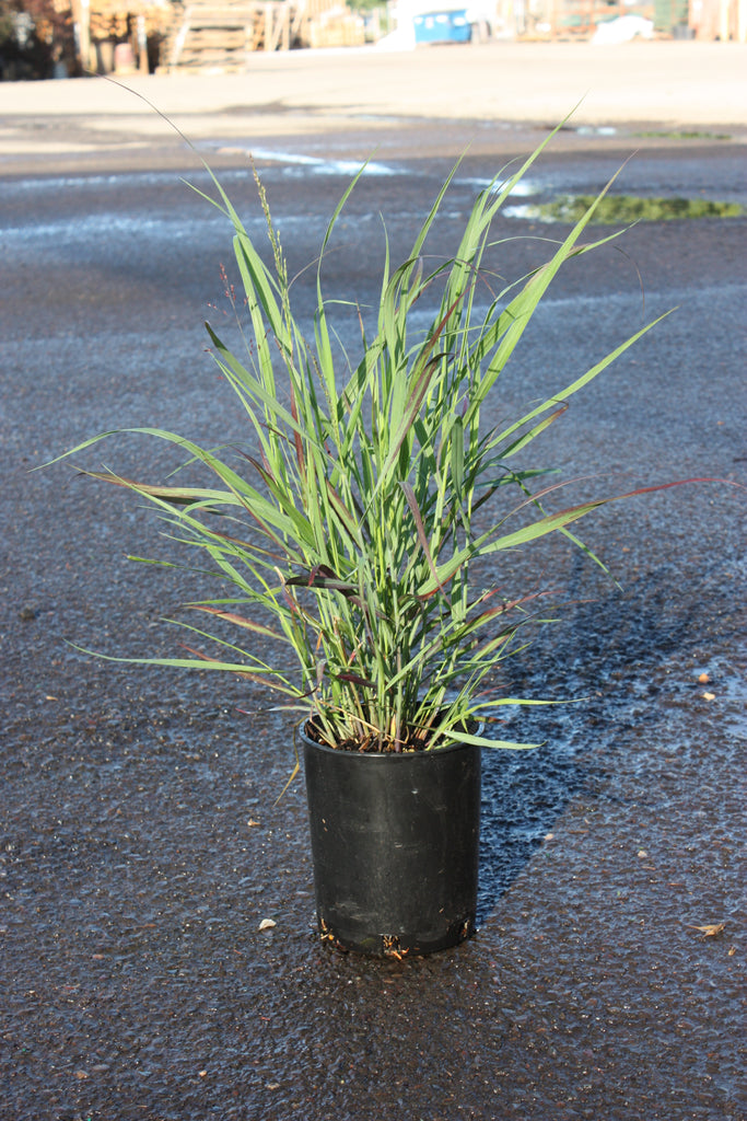 Grass, Panicum v. 'Shenandoah'