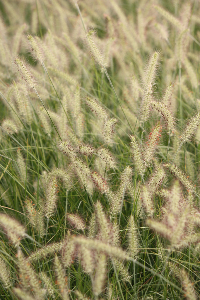 Grass, Pennisetum a. 'Hameln'