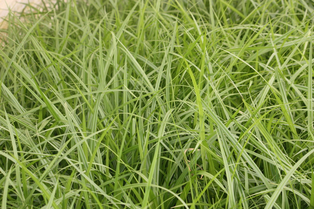 Grass, Scirpus microcarpus