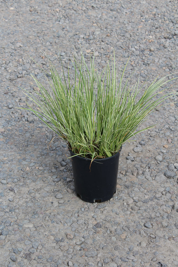 Grass, Acorus gramineus 'Variegatus'