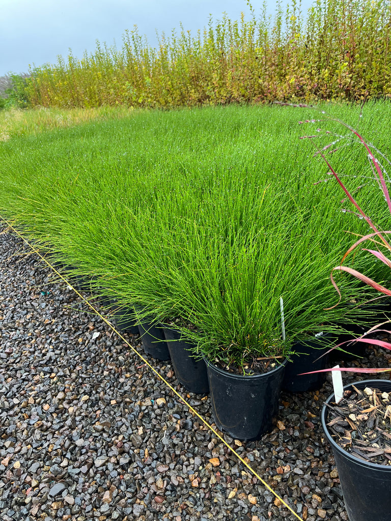 Grass, Equisetum scirpoides