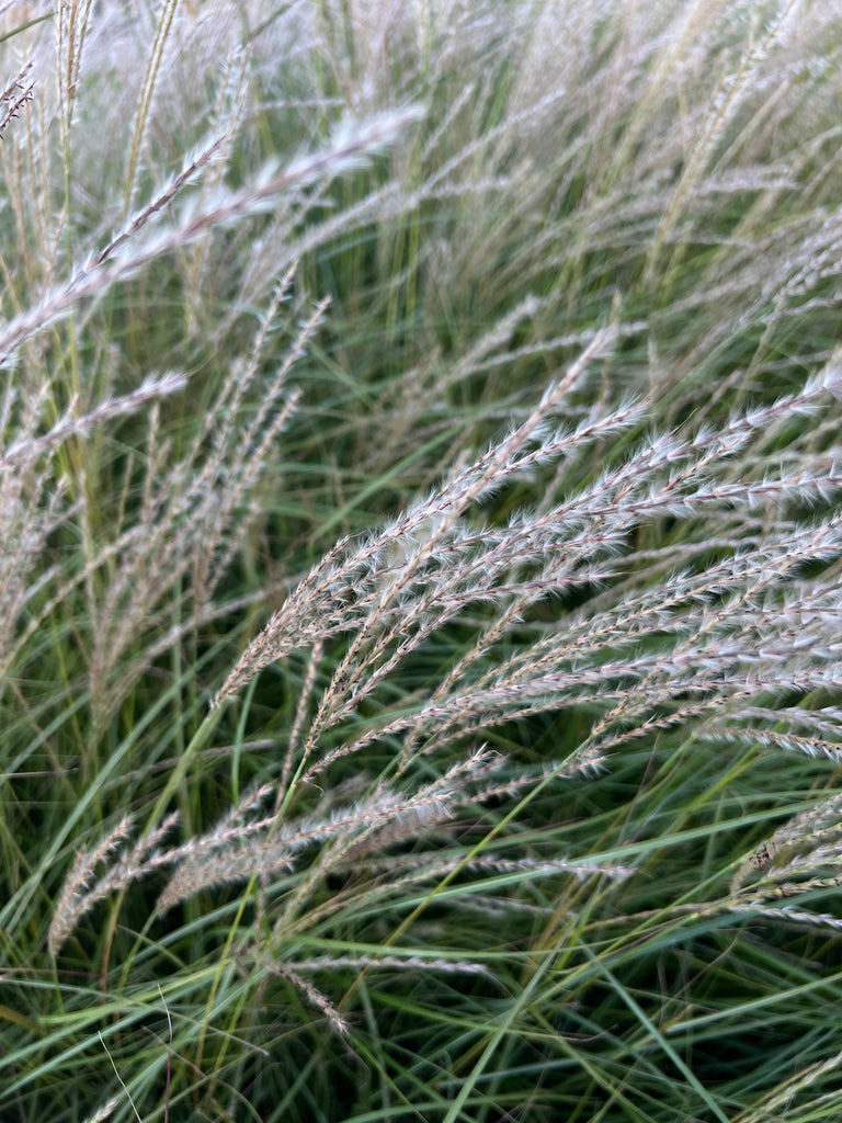 Grass, Miscanthus sin. 'Yaku Jima'