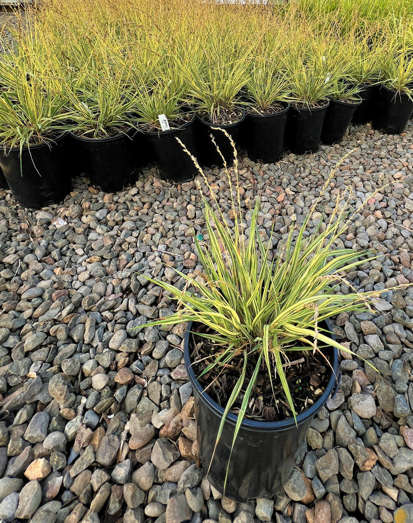 Grass, Molinia c. 'Variegata'