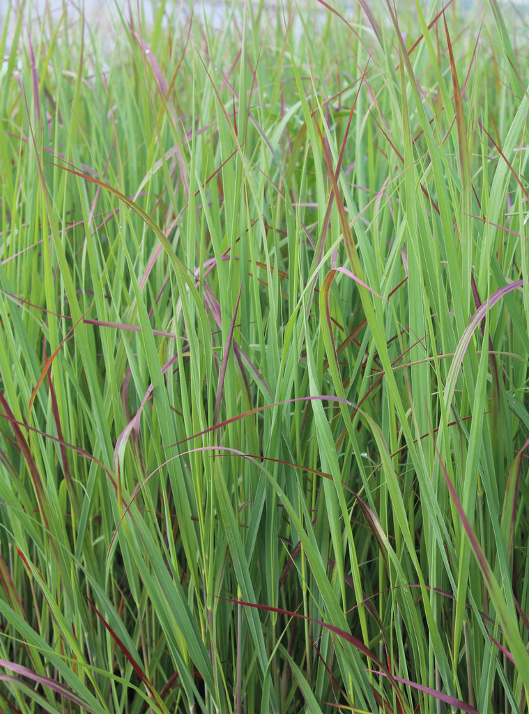 Grass, Panicum v. 'Prairie Flame'