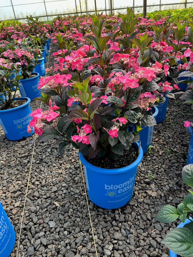 HYDRANGEA SER. 'PINK DYNAMO™'