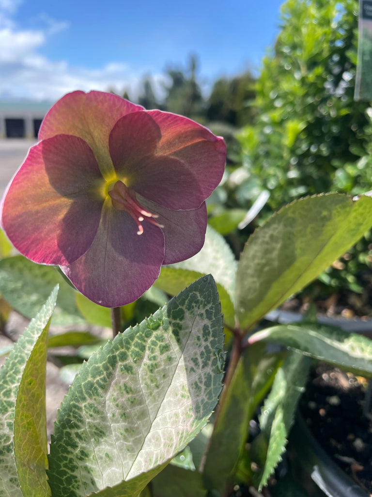 Helleborus FrostKiss 'Dorothy's Dawn'