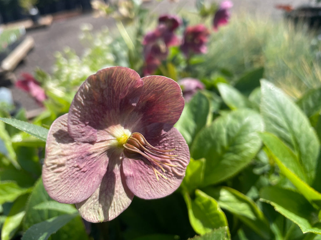 Helleborus × hybridus 'Pretty Ellen Red'