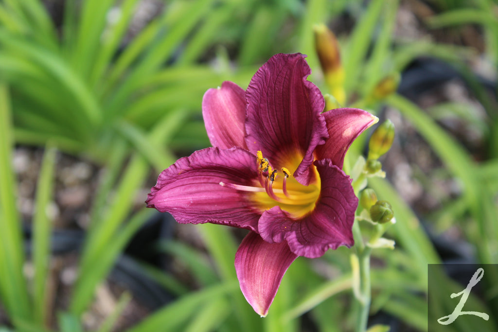 Hemerocallis 'Purple de Oro' (lavender)