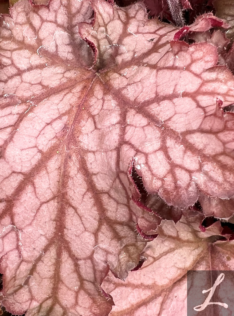 Heuchera x 'Carnival Peach Parfait' PP24928