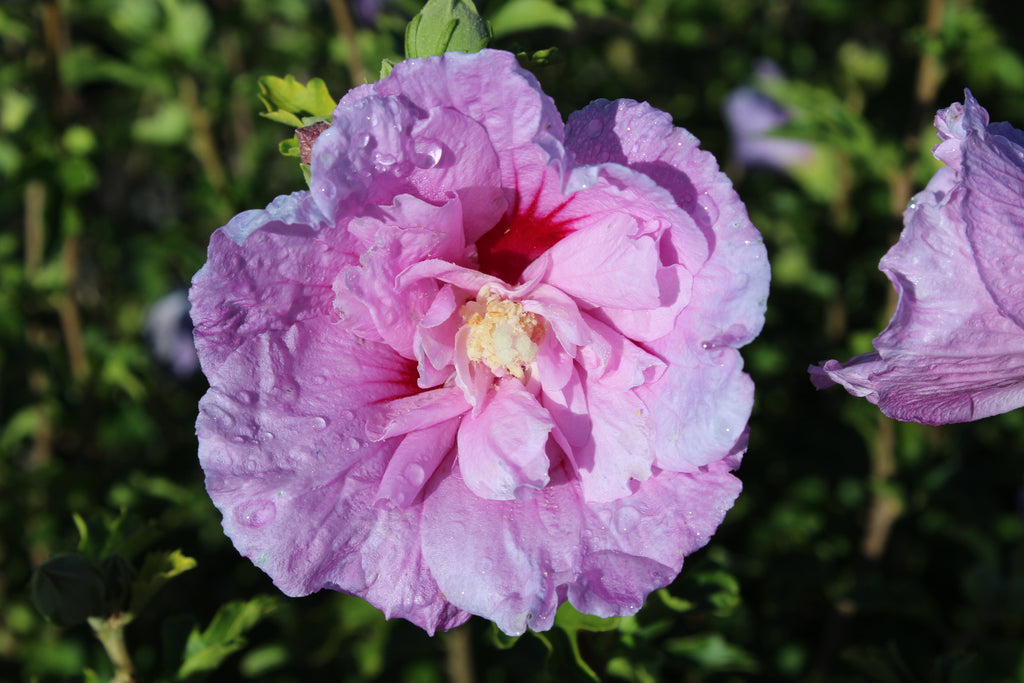 Hibiscus syr. Lavender Chiffon® COLOR CHOICE® PW PP12619