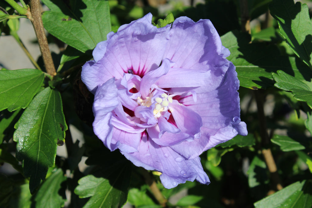 Hibiscus syr. Blue Chiffon® COLOR CHOICE® PW PP20574