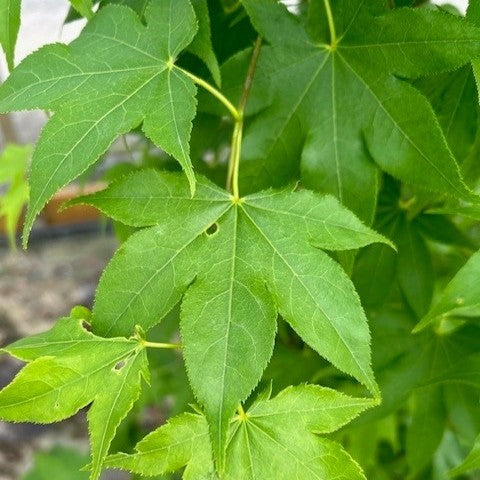 Acer palmatum 'Hogyoku', Specimen