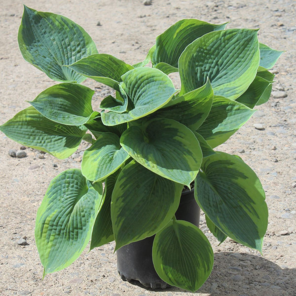 Hosta to. 'Flavocircinalis'