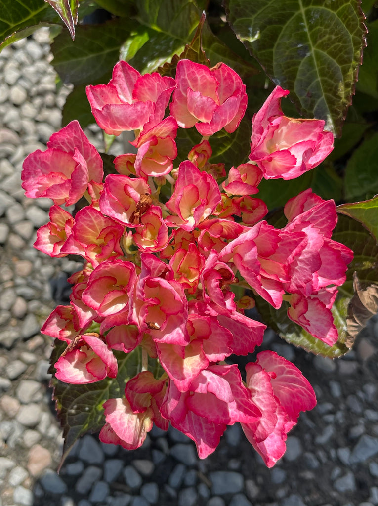 Hydrangea m. 'Firefly'