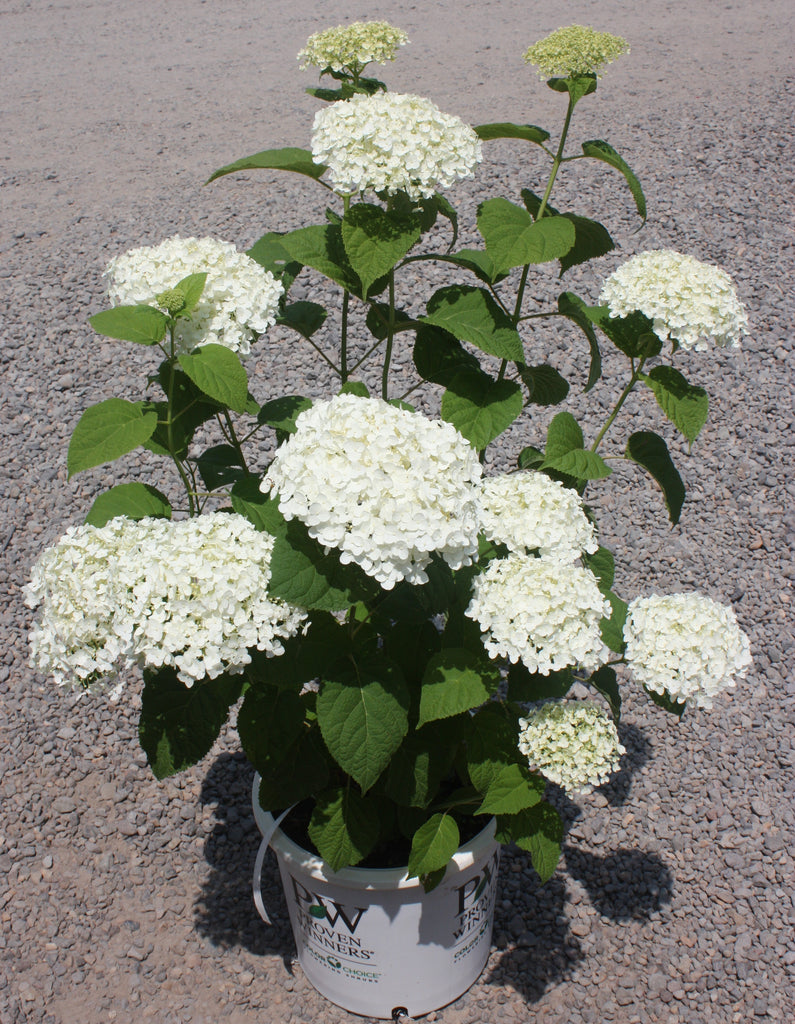 Hydrangea ar. INCREDIBALL® PW PP20571 (white)