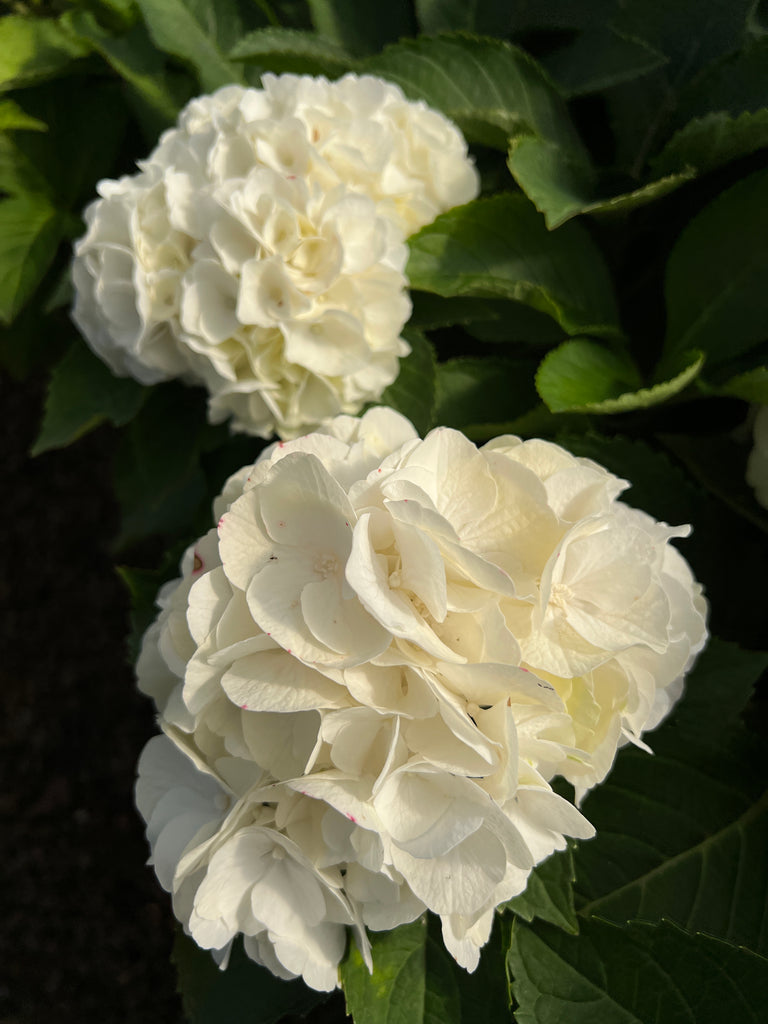 Hydrangea m. MAGICAL® Bride (white)