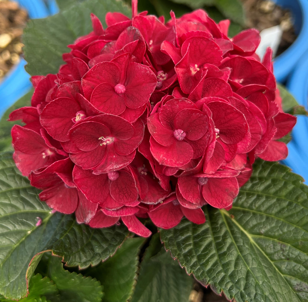 Hydrangea m. 'Cherry-Go-Round'™ PPAF