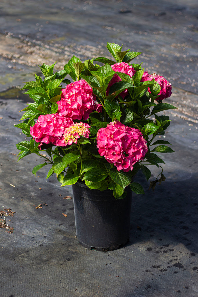 Hydrangea m. 'Glowing Embers' (red)