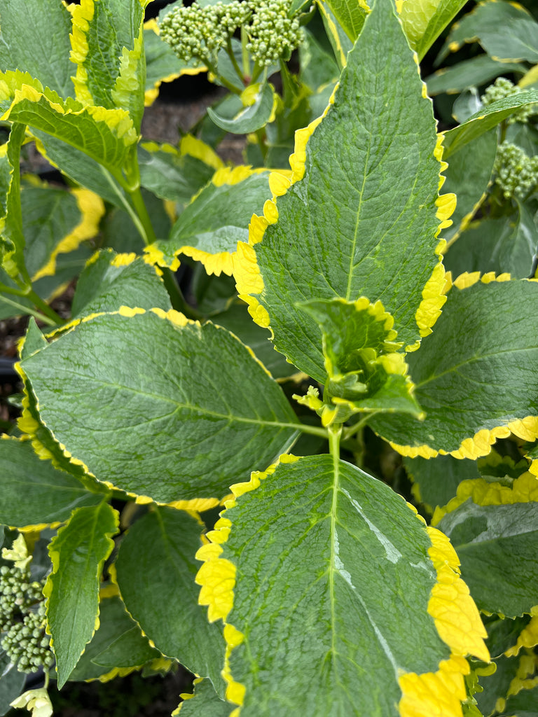 Hydrangea m. 'Lemon Wave' (variegated purple)