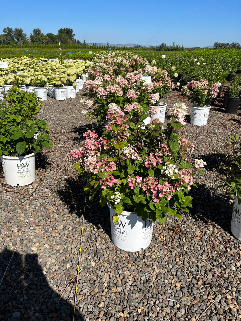 Hydrangea pan. COLOR CHOICE® LITTLE QUICK FIRE® PW PP25136 (pink)