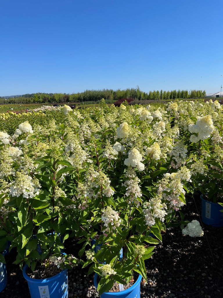 Hydrangea pan. LAVALAMP™ CANDELABRA™ PP27472 (red/white)