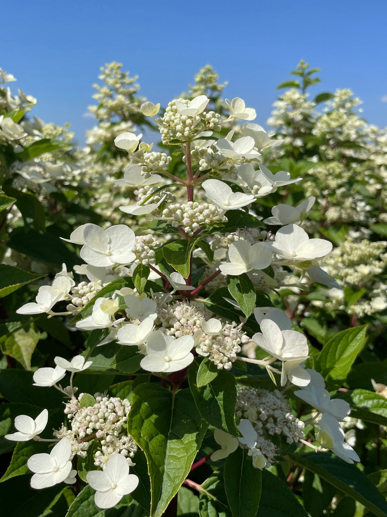 Hydrangea pan. 'Fire and Ice' (red/white)