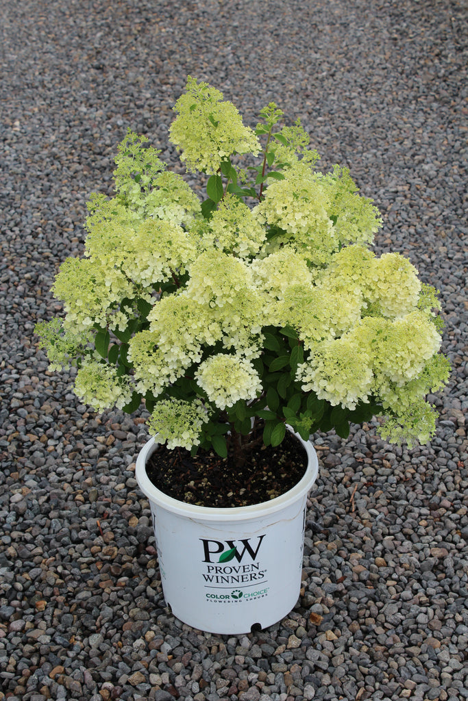 Hydrangea pan. Bobo® COLOR CHOICE® PW PP22782 (white)