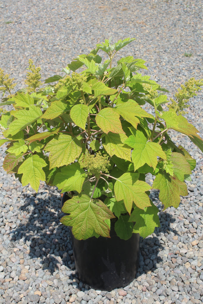 Hydrangea quercifolia 'Sikes Dwarf' (white)