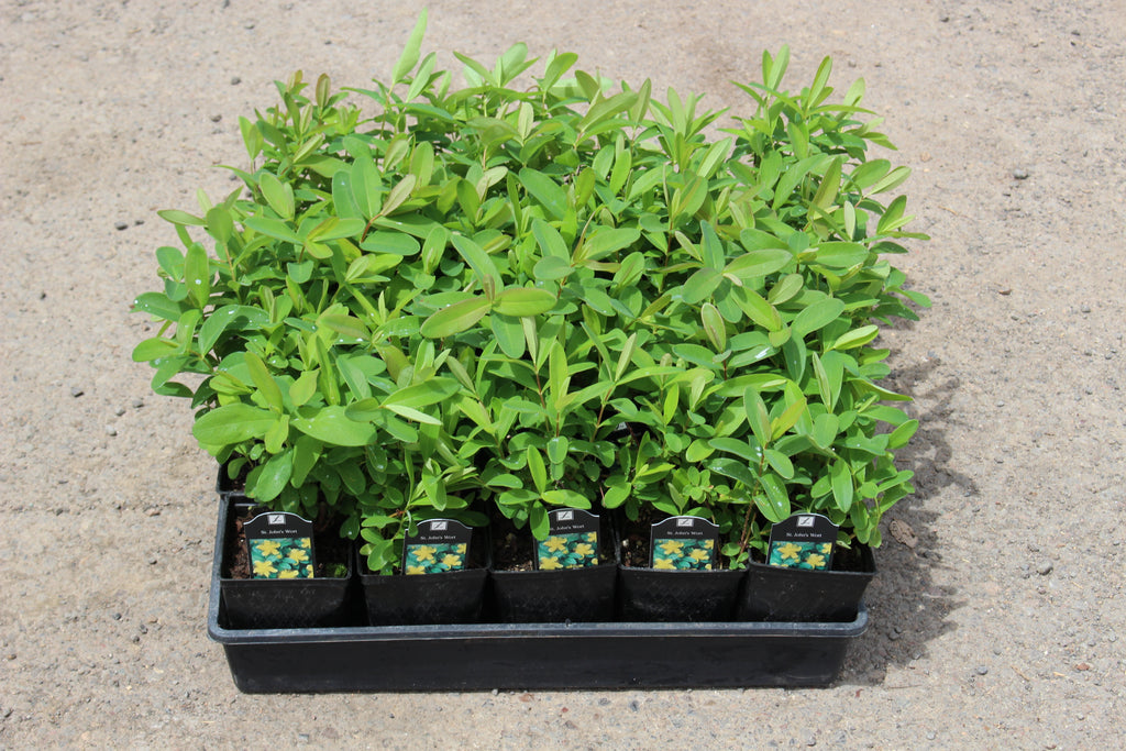 Groundcover, Hypericum calycinum- 25 per flat