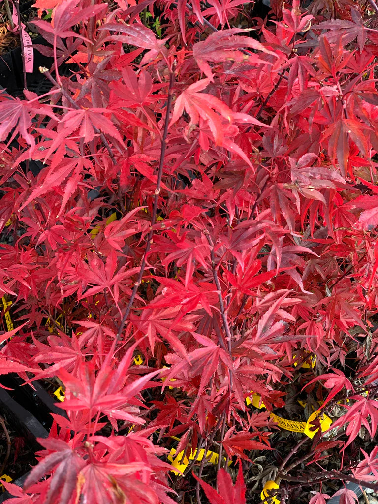 Acer palmatum 'Shaina' (Dwarf) (CG)