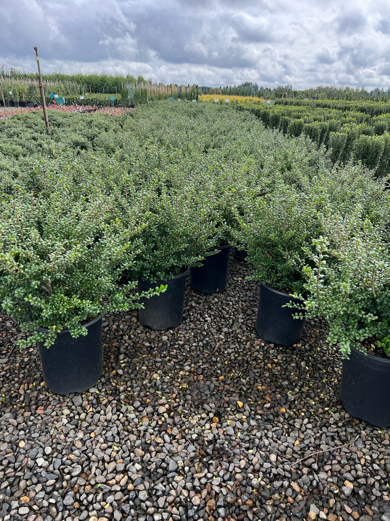 Ilex cr. 'Convexa'