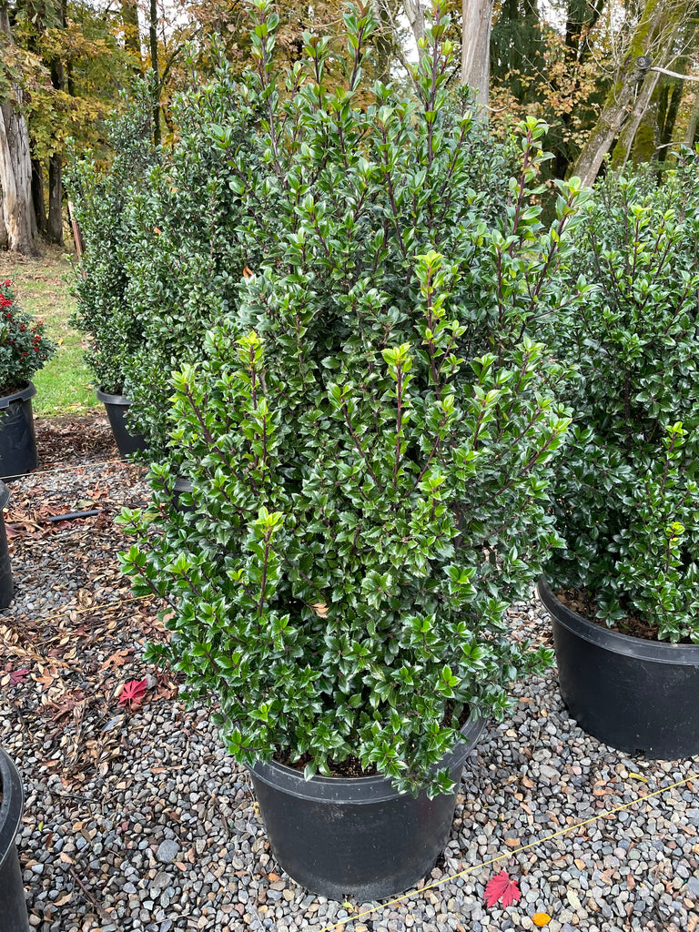 Ilex x meserveae Castle Wall® PW PP14308