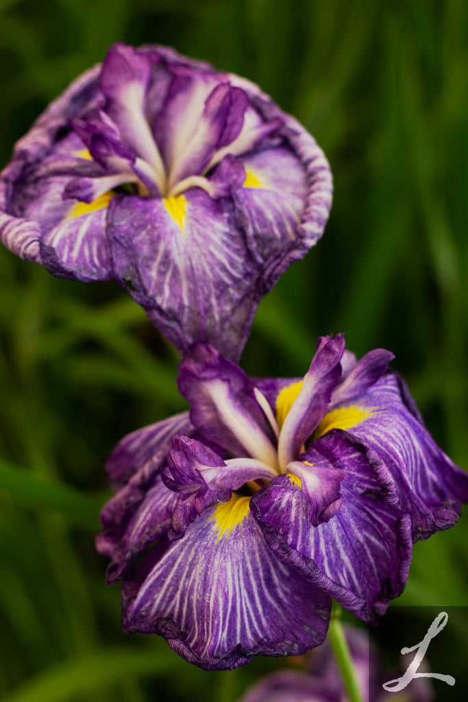 Iris en. 'Electric Rays' (purple)