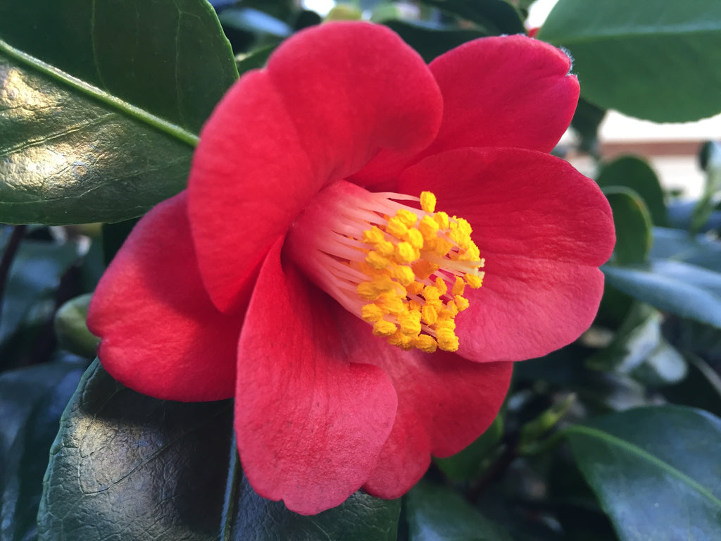 Camellia jap. 'Korean Fire' (red)
