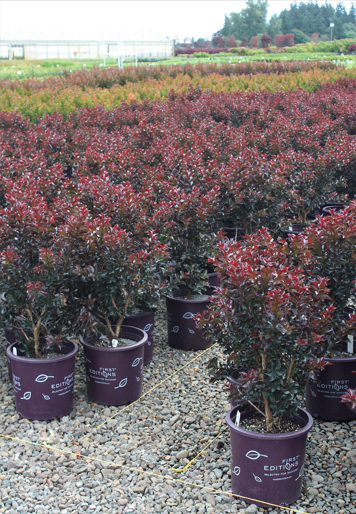 Lagerstroemia in. FIRST EDITIONS® 'Plum Magic' PP23960