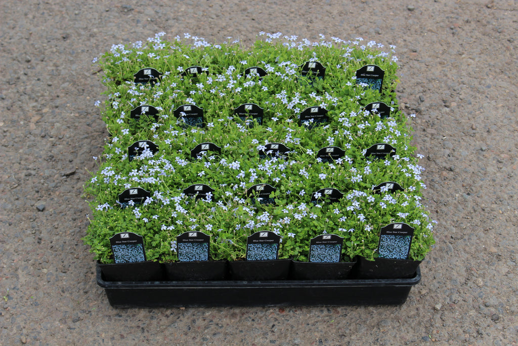 Groundcover, Laurentia fl. 'Blue Star Creeper' (Pratia)