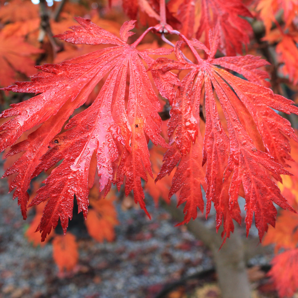 Acer japonicum 'Aconitifolium' (BBP)