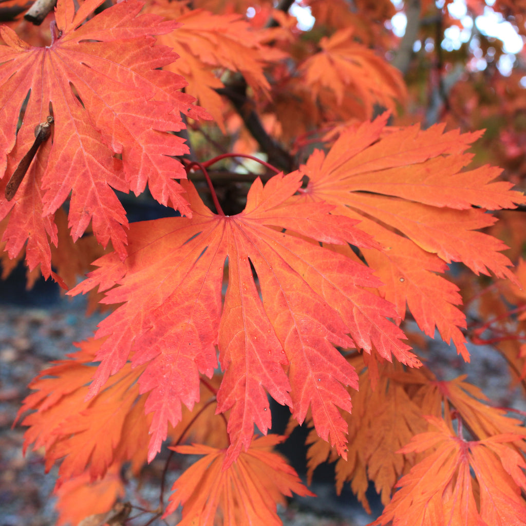 Acer japonicum 'Aconitifolium' (BBP)