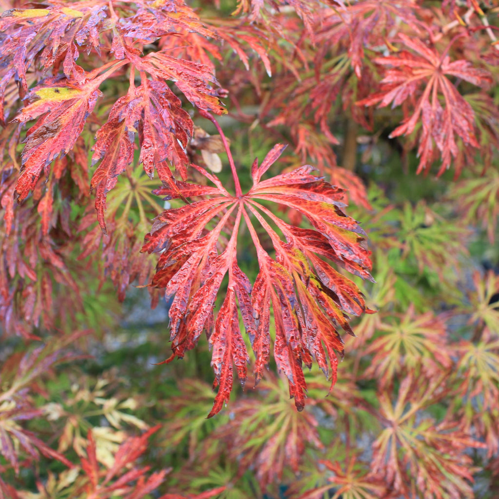 Acer japonicum 'Green Cascade', 2X