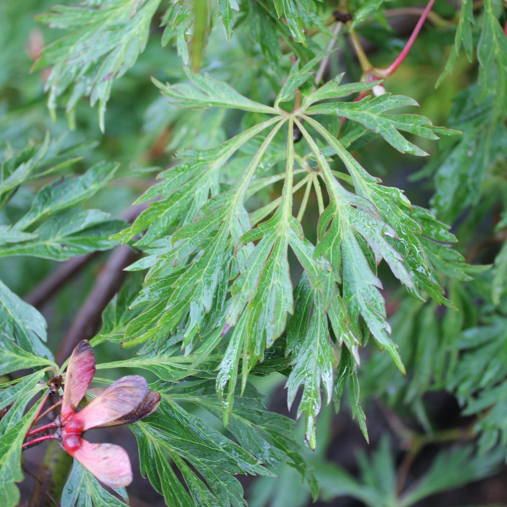 Acer japonicum 'Green Cascade', 4X (BBP)