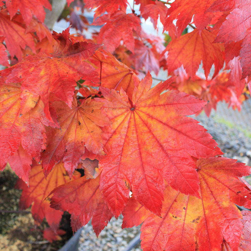 Acer japonicum 'Itaya' (BBP)