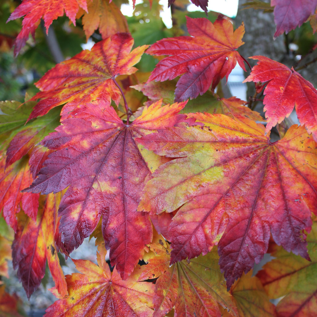 Acer japonicum 'Itaya'