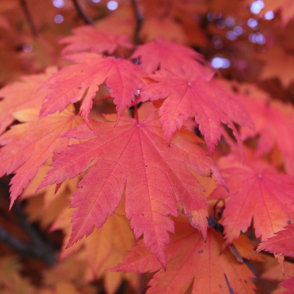 Acer japonicum 'Meigetsu' (BBP)