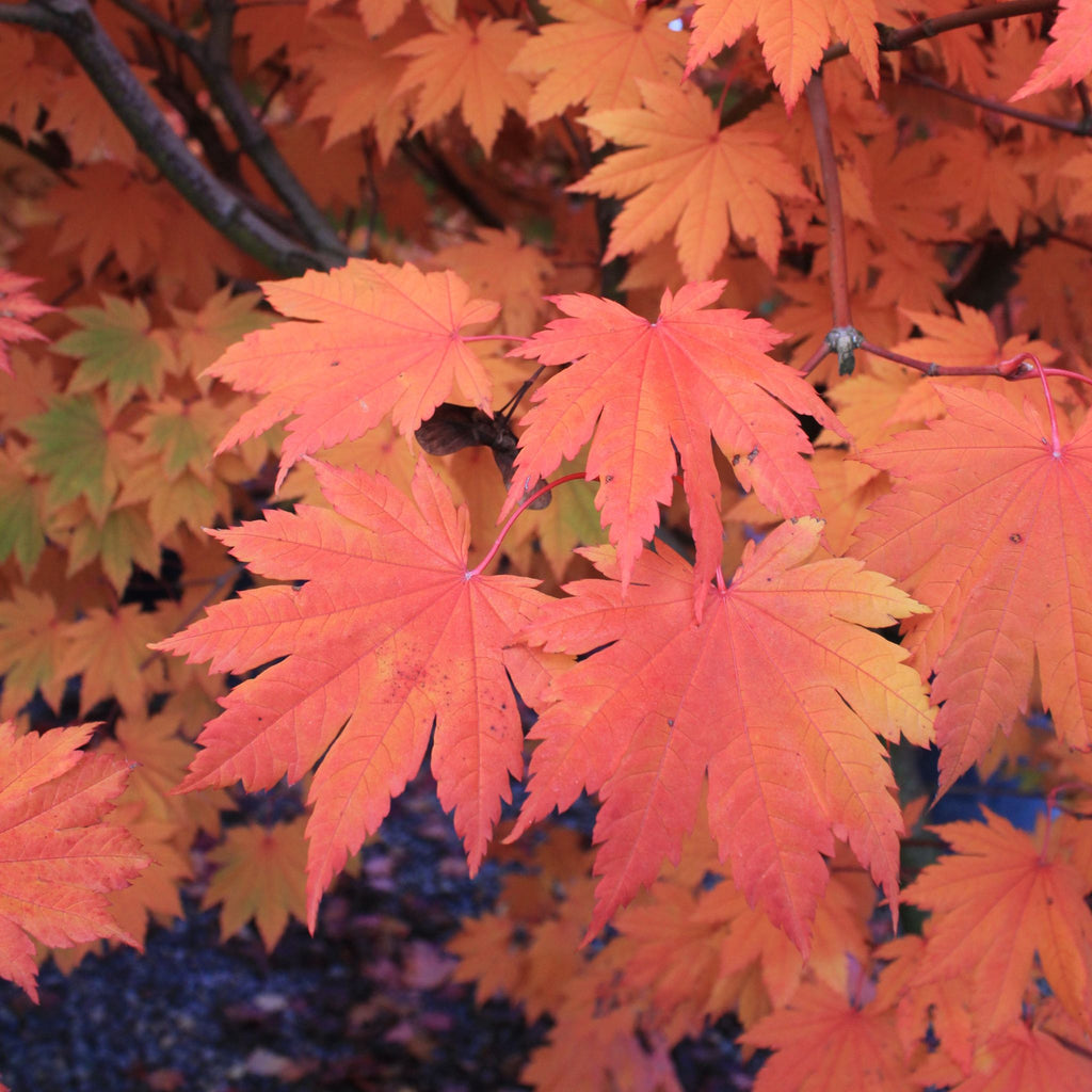 Acer japonicum 'Meigetsu' (CG)