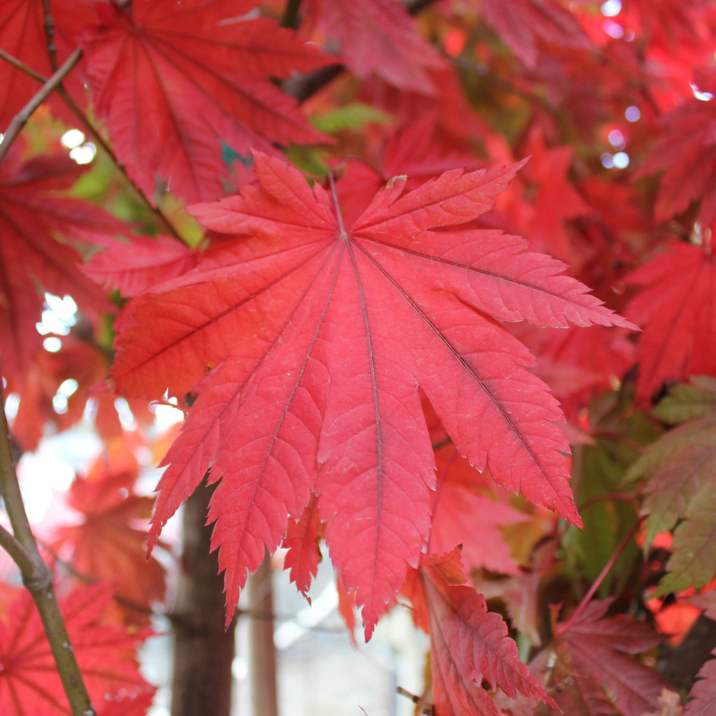 Acer japonicum 'Vitifolium' (BBP)