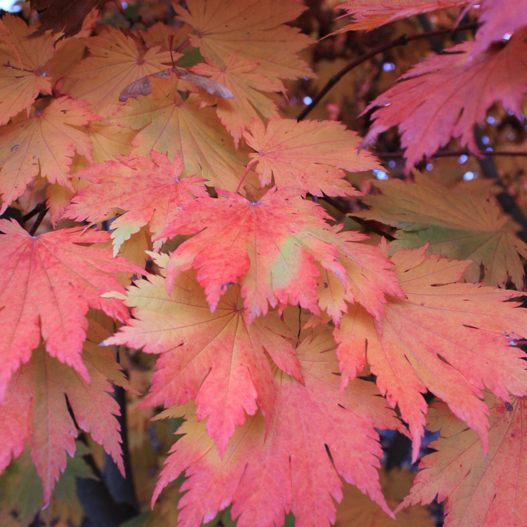 Acer japonicum 'Vitifolium' (CG)