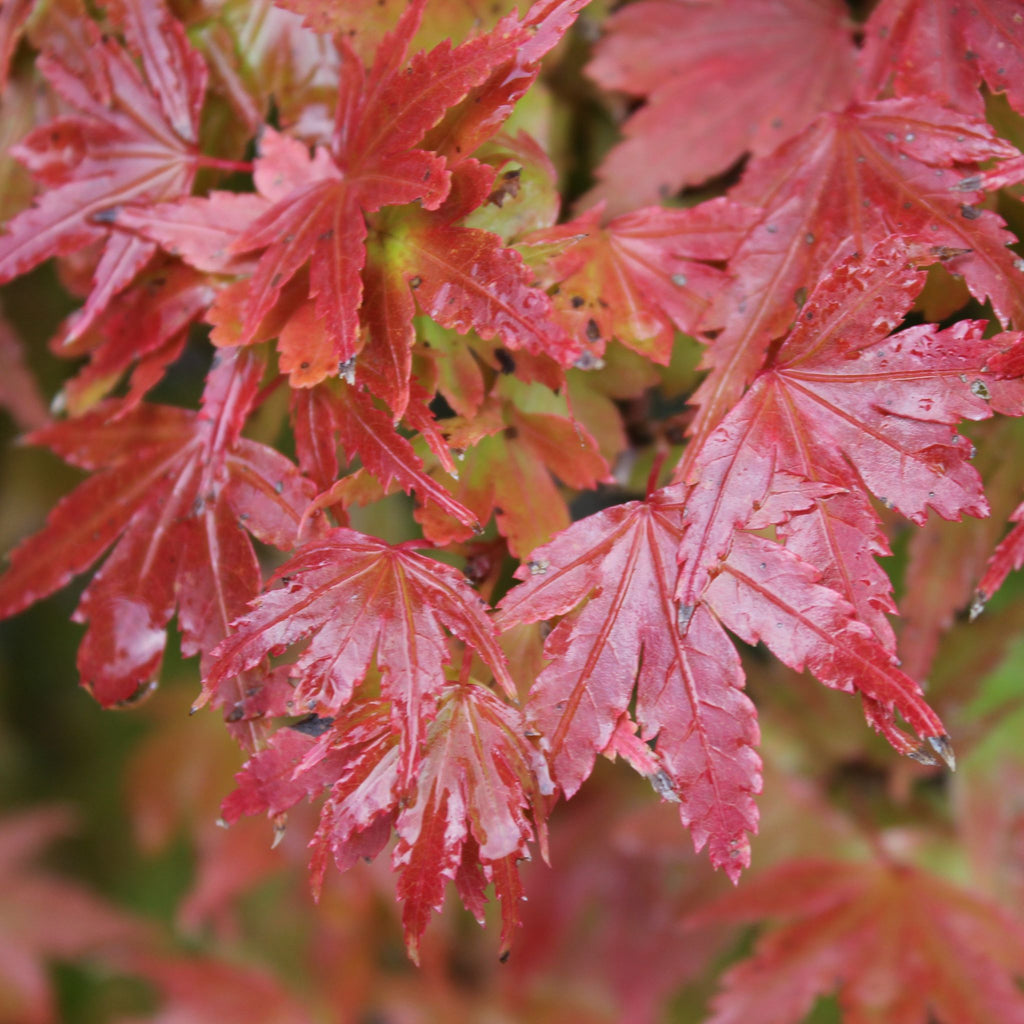 Acer palmatum 'Akita yatsubusa' (Dwarf) (CG)