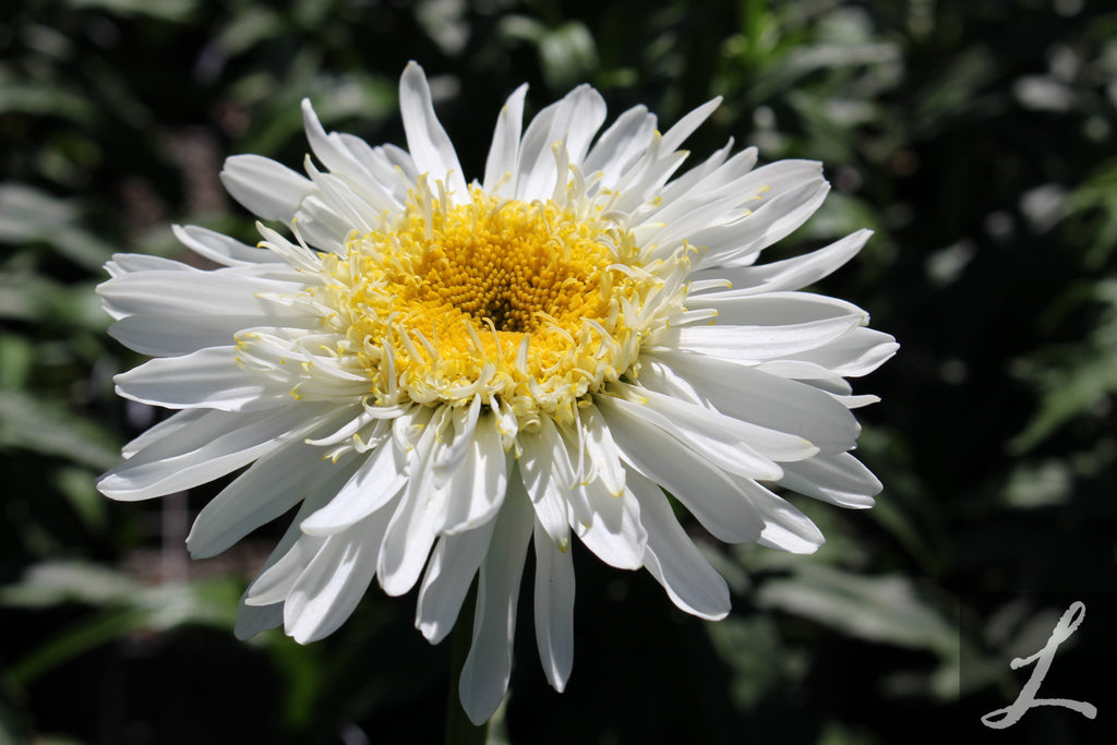 Leucanthemum x s. 'Real Glory' PPAF (white)