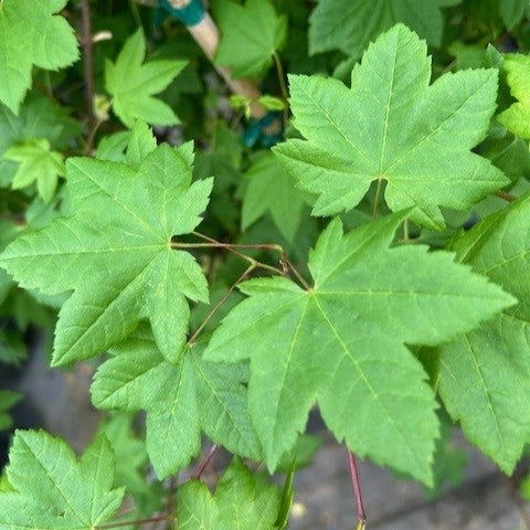 Acer circinatum 'Little Gem'